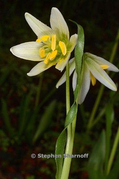 fritillaria liliacea 3 graphic